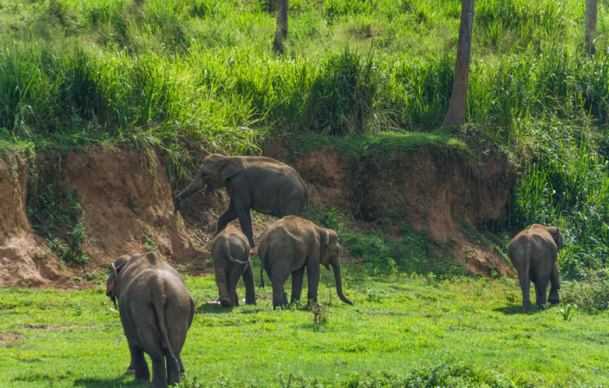 Wild About Sri Lanka – 10 days